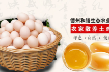 中国鸡蛋产业世界第一 但主要来源小规模养殖